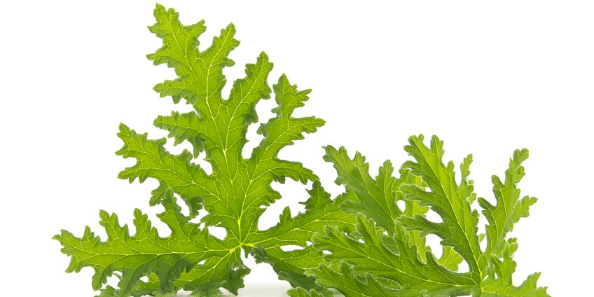 Citronella Essential Oil