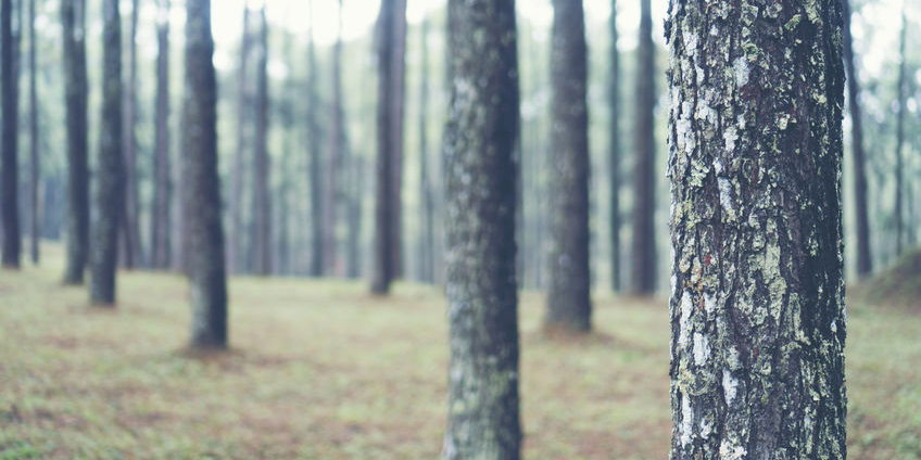 Tobacco Pine Fragrance