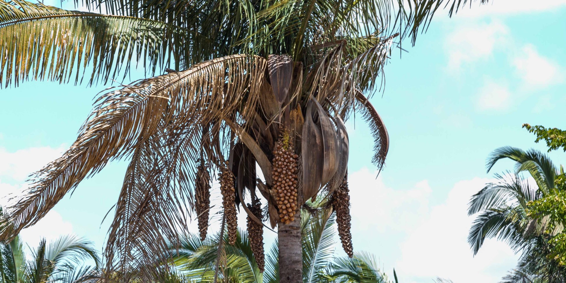 Babassu Oil Organic Refined (Palm Alternative)