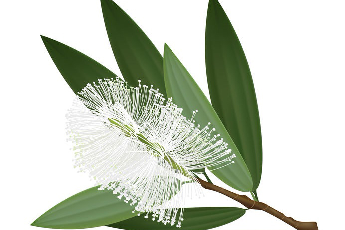 Cajeput Essential Oil