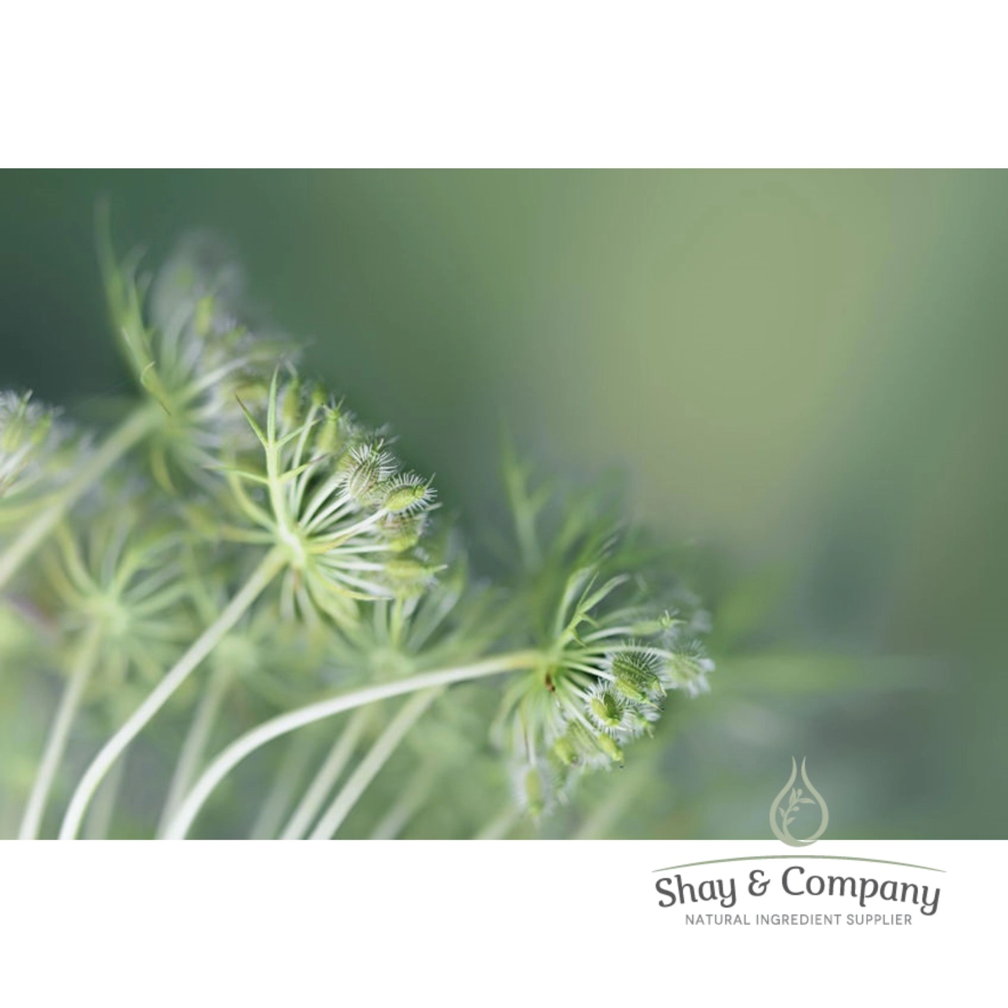 Carrot Seed Essential Oil