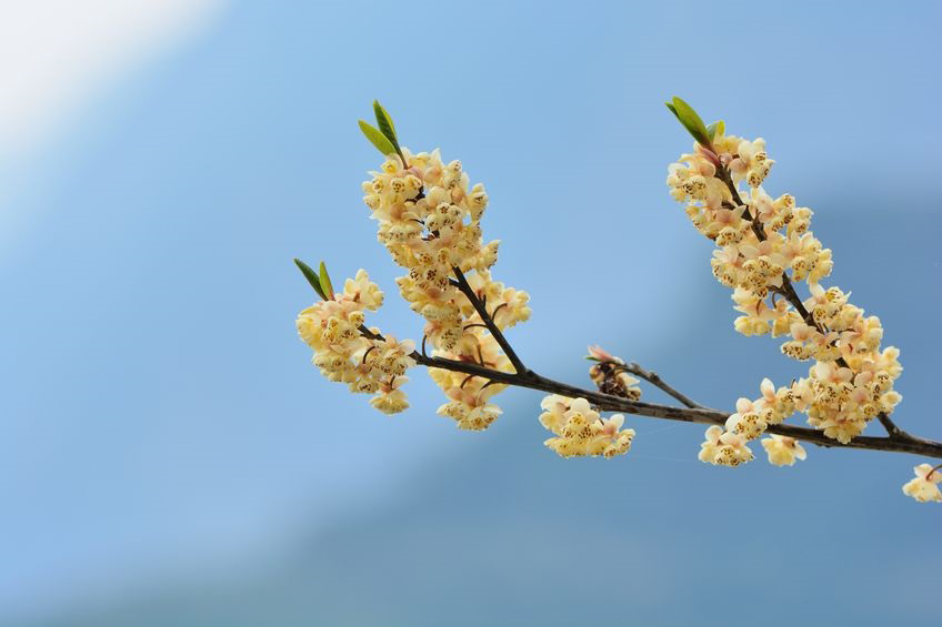 Litsea Essential Oil