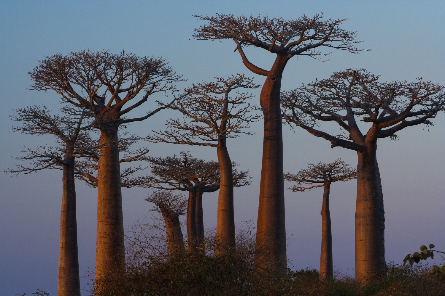 Baobab Oil Organic Virgin Cold Pressed  **New Pricing!!