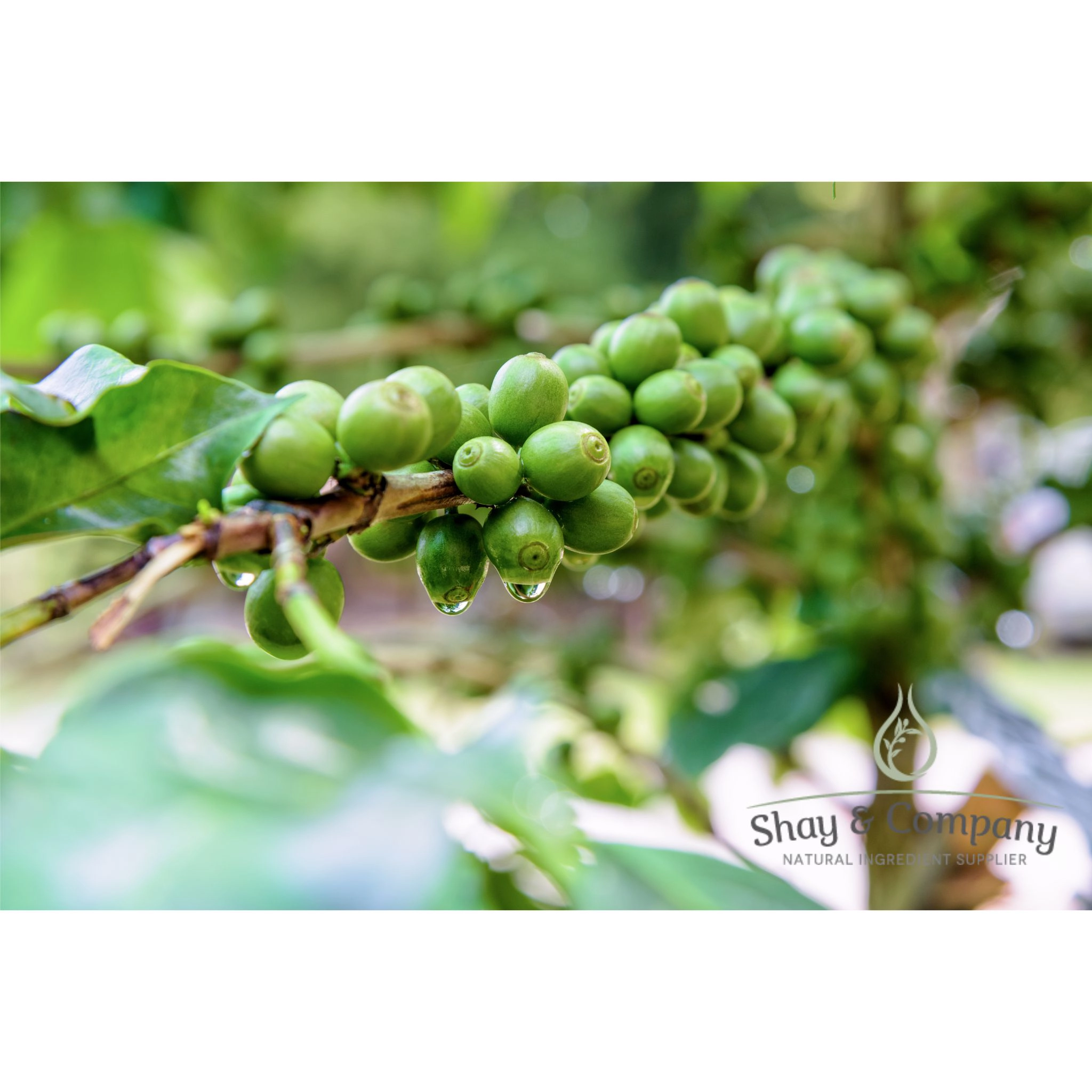 Green Coffee Bean Oil Virgin Cold Pressed