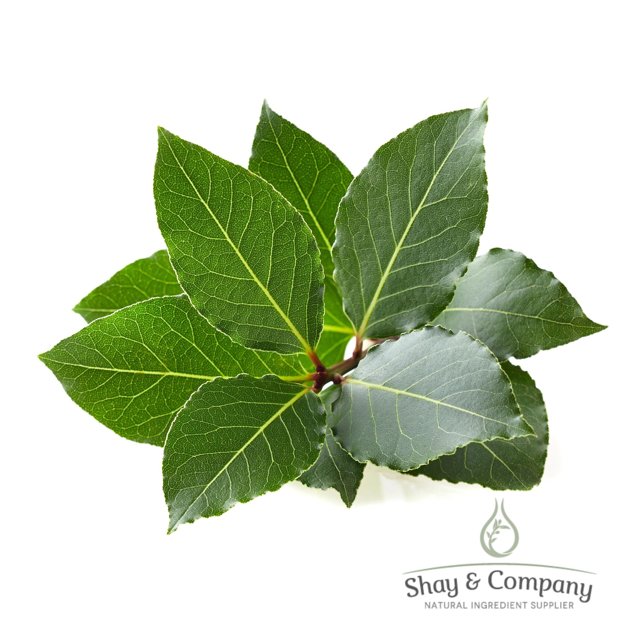 Laurel Leaf (Bay Laurel) Essential Oil