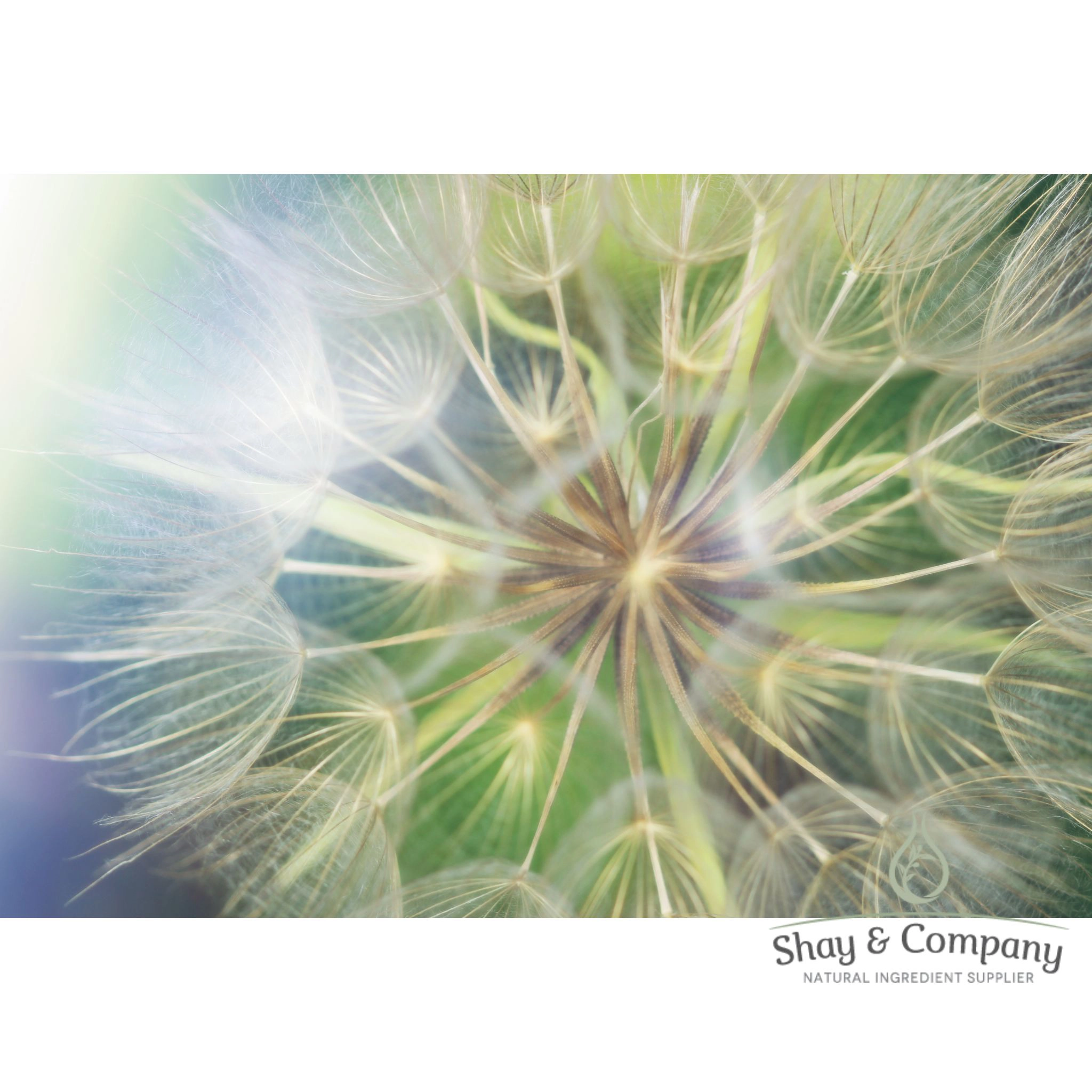 Dandelion Oil Extract Organic
