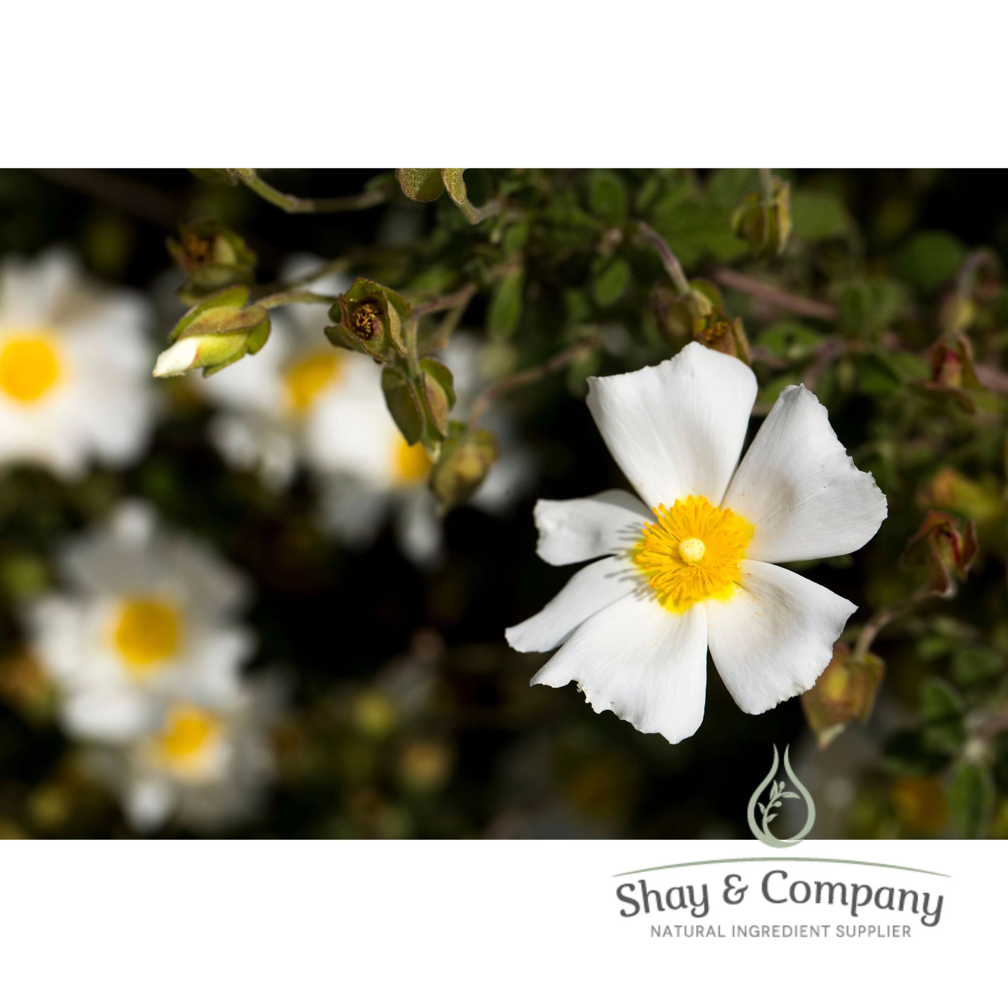 Cistus Absolute Essential Oil