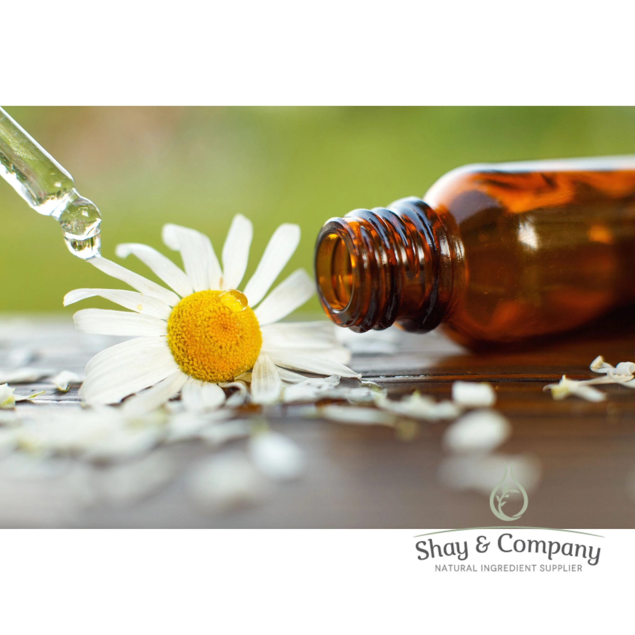 Chamomile Water Hydrosol (Hydrolat) Organic