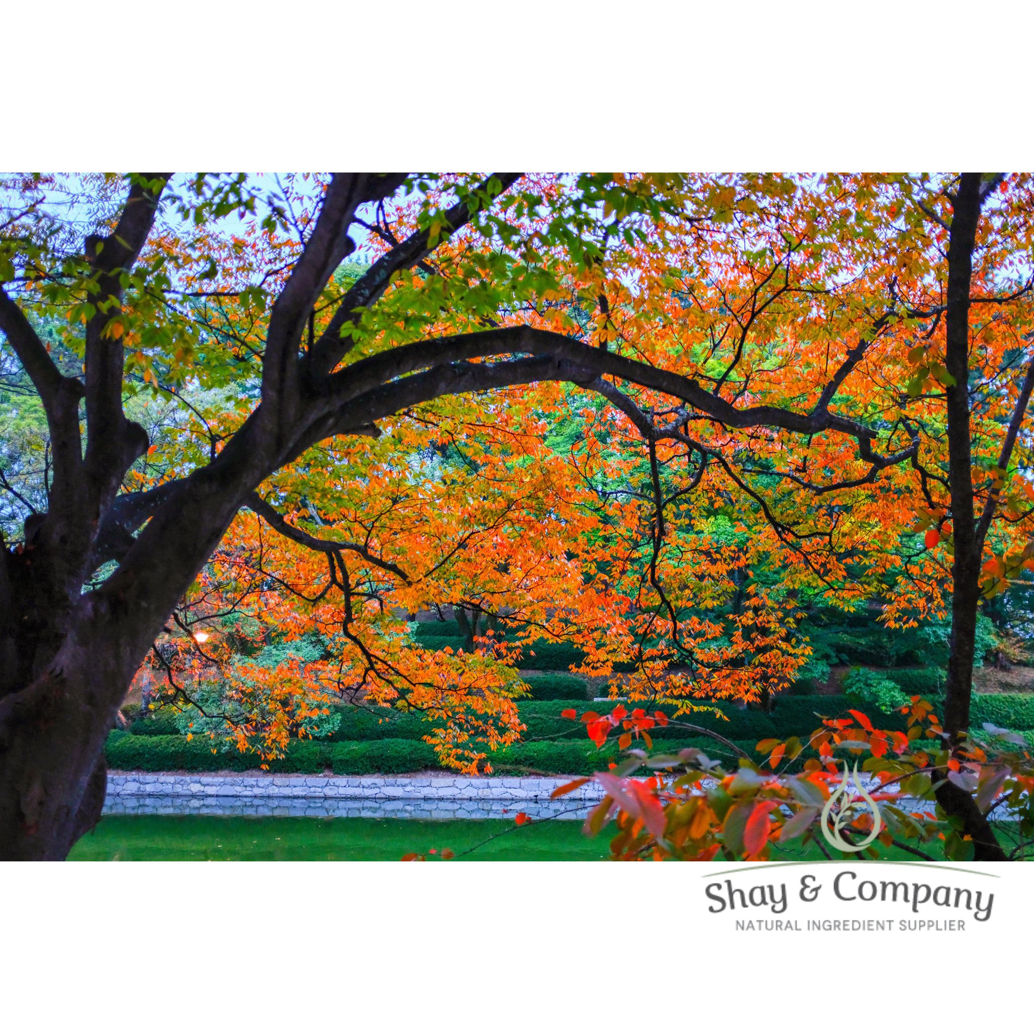 Falling Leaves Fragrance