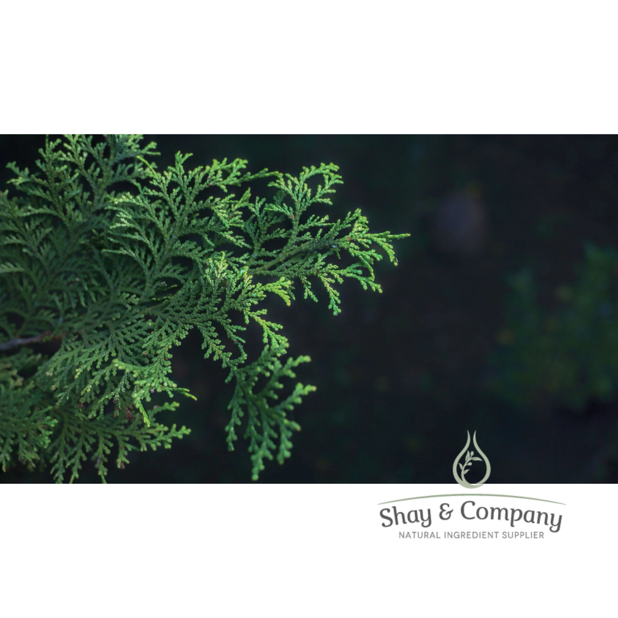 Hinoki Essential Oil