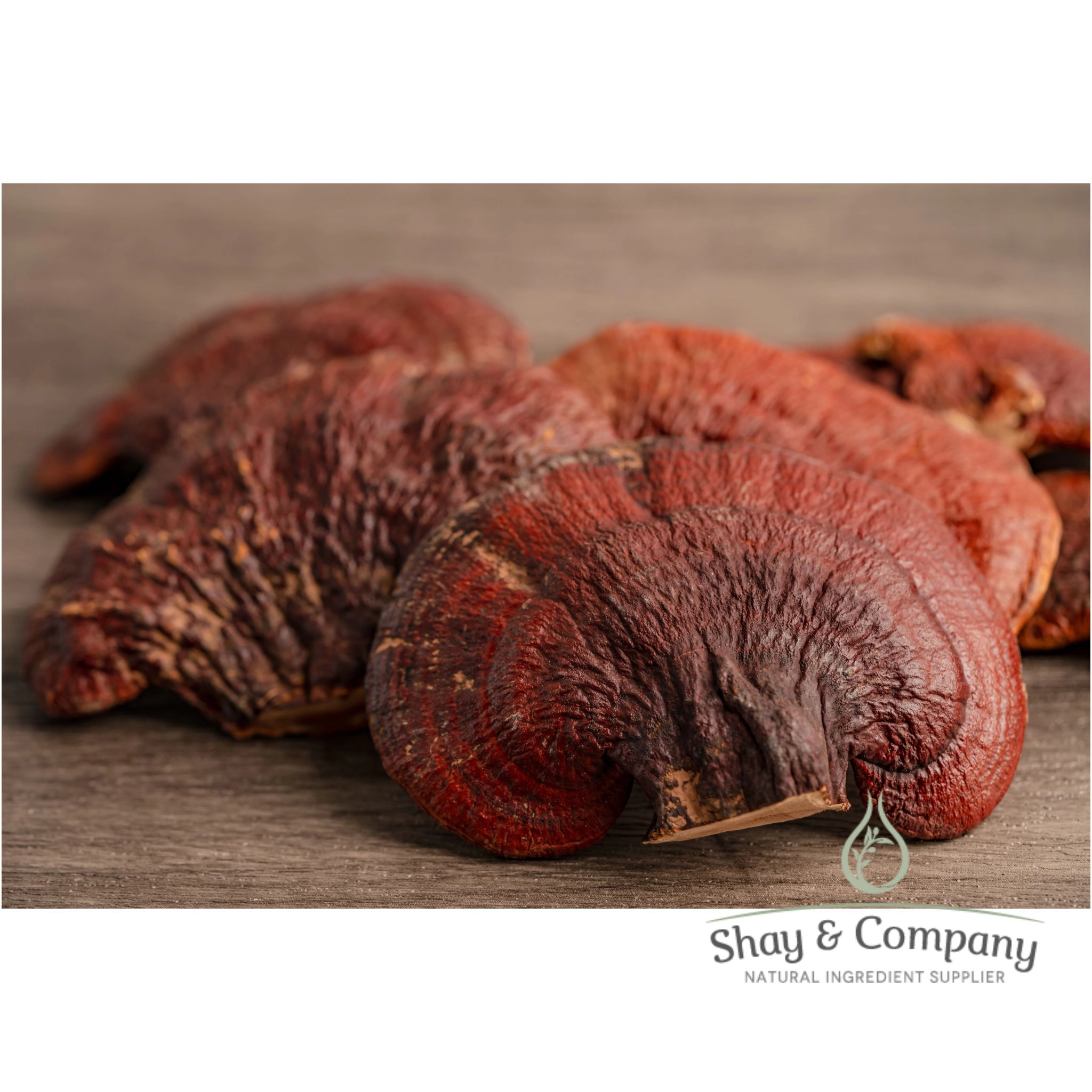 BiEau® Actif Tri-Mushroom Extract