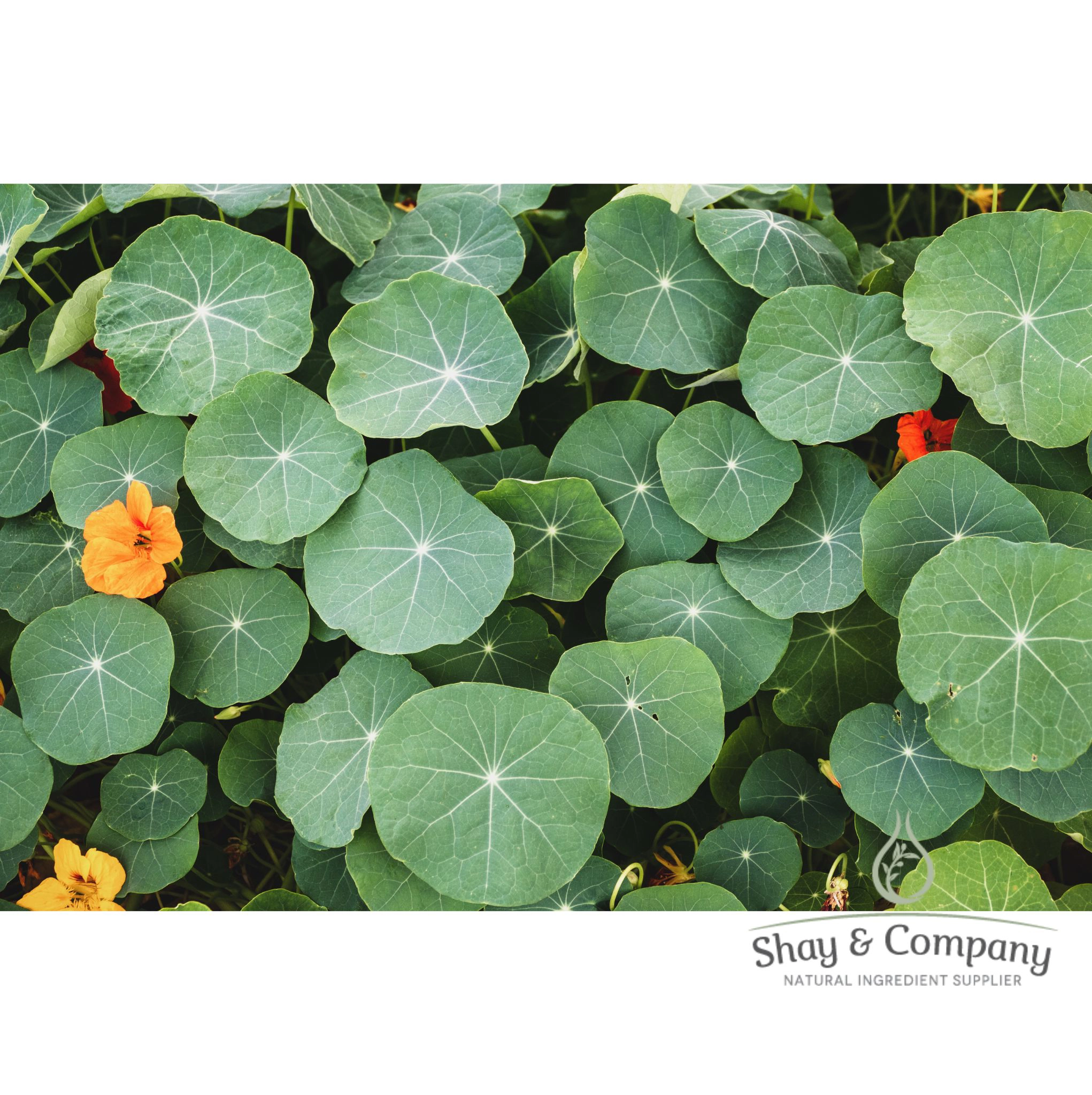 Watercress Extract