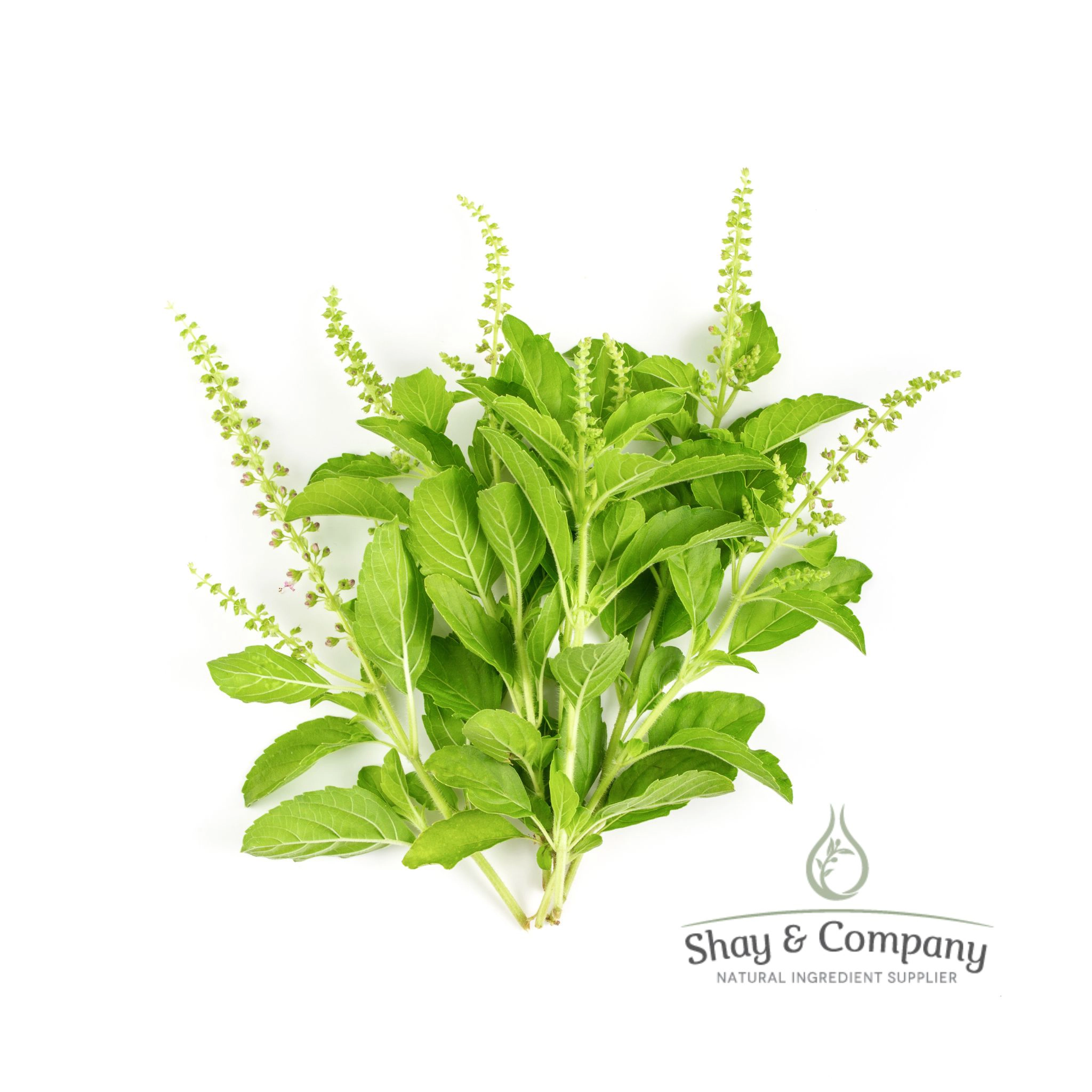 Tulsi (Holy Basil) Hydrosol/Water/Hydrolat Organic (Oregon Grown!)