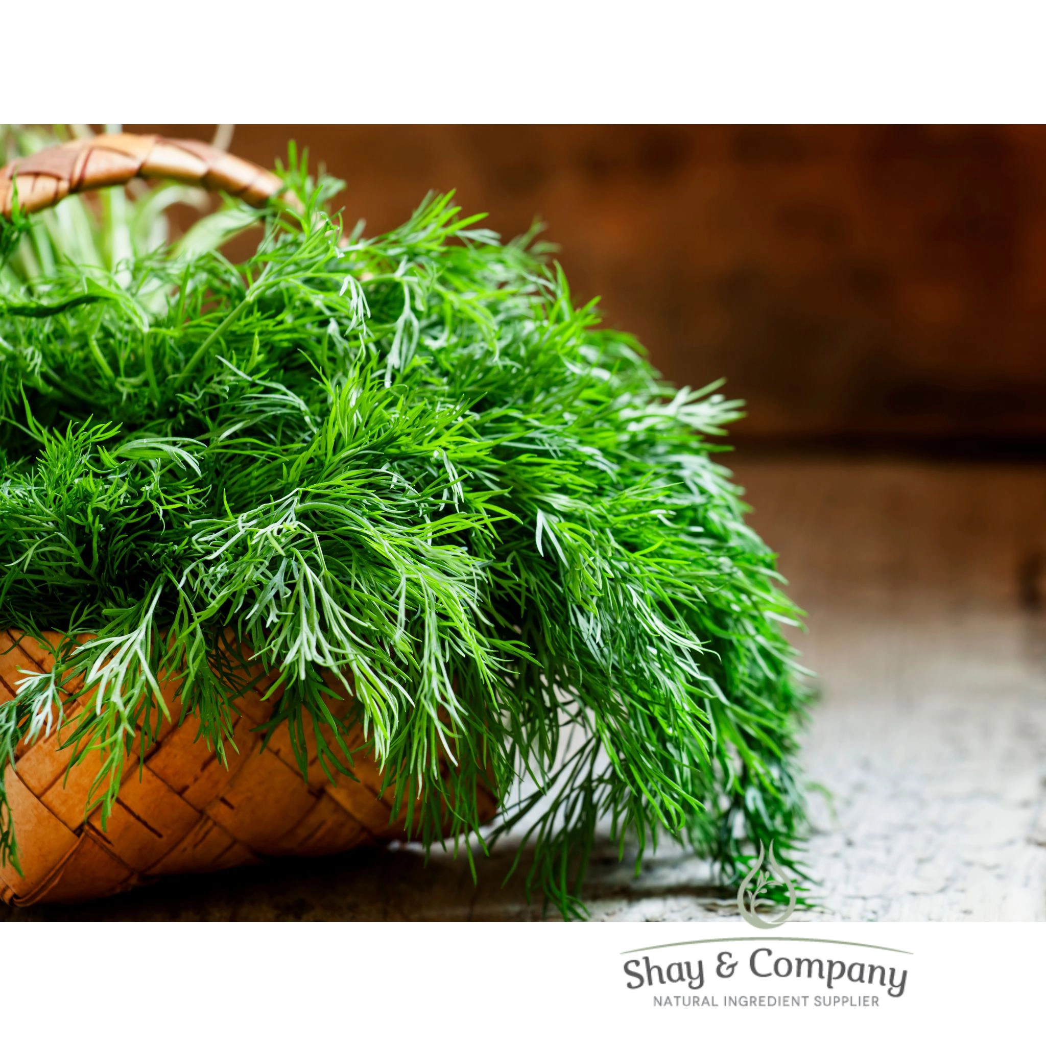 Dill Fragrance 97% Natural