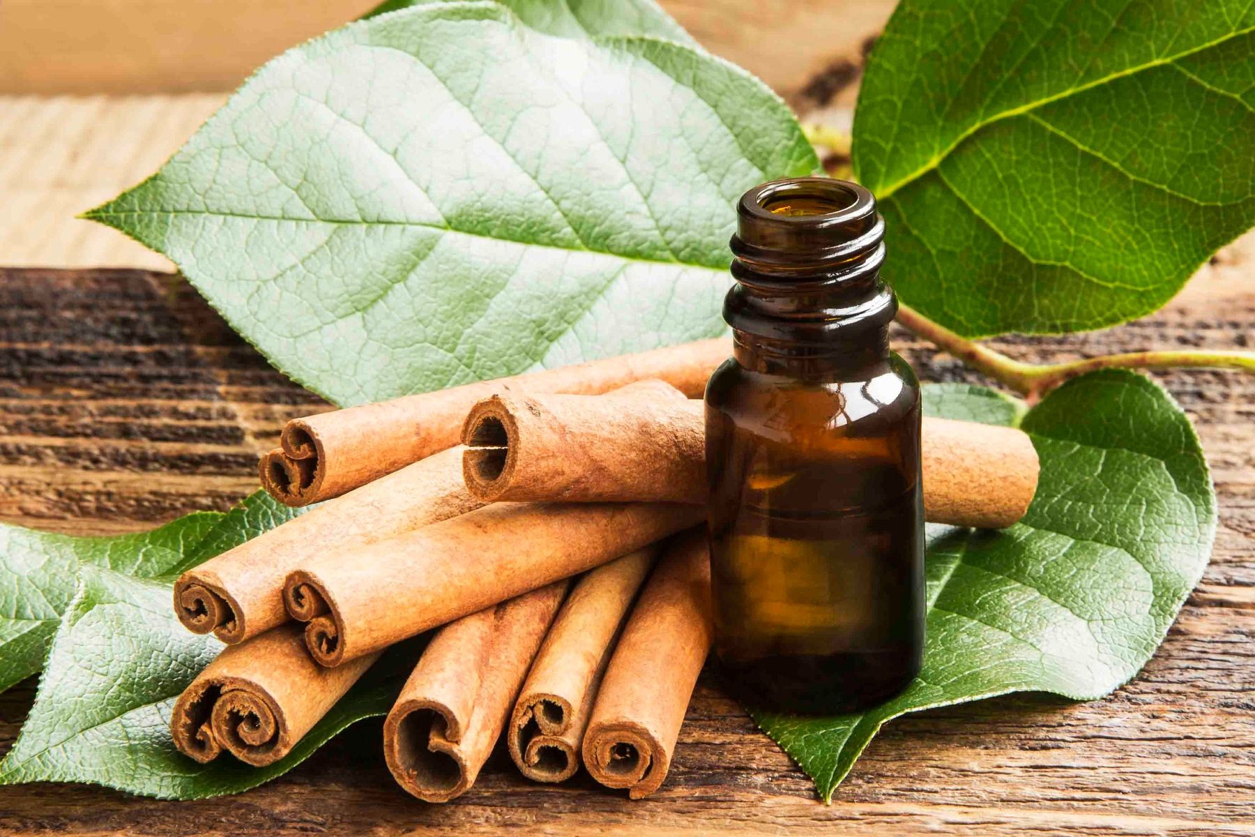 Cinnamon Leaf Essential Oil 100 Pure Shay And Company