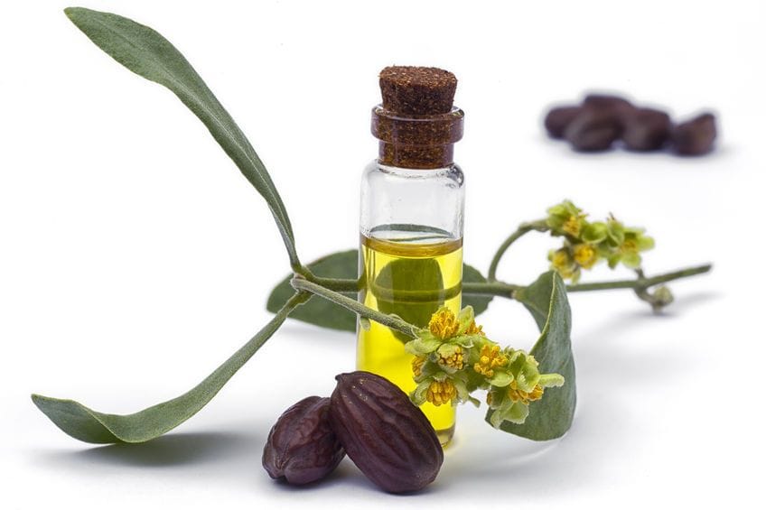 Organic Golden Jojoba Oil - Bulk | Shay and Company