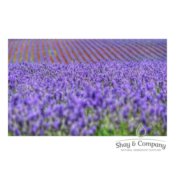 A field of purple lavender plants. Rows of flowers are in the background.