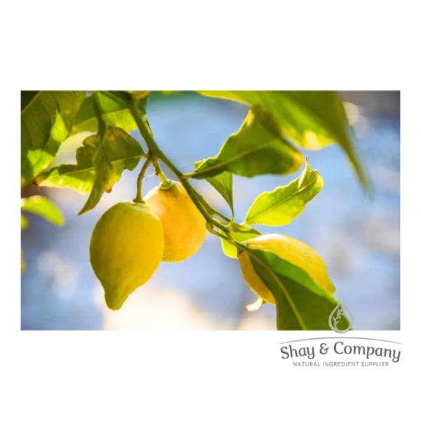 Lemon tree branch with three yellow lemons and green leaves.
