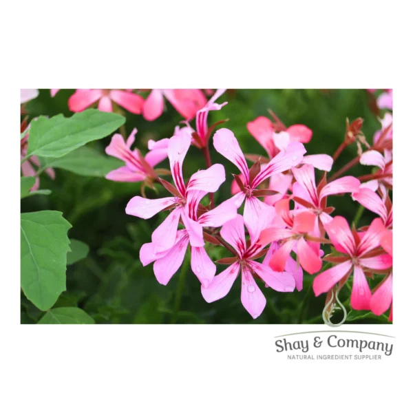 A branch of small pink flowers with green leaves