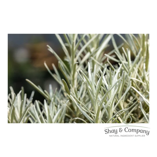 Close up of rosemary plant. Long, green/silver needles.