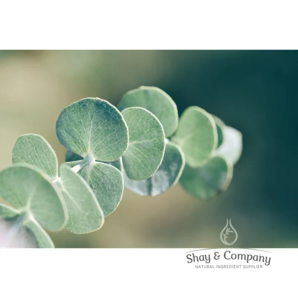 eucalyptus essential oil