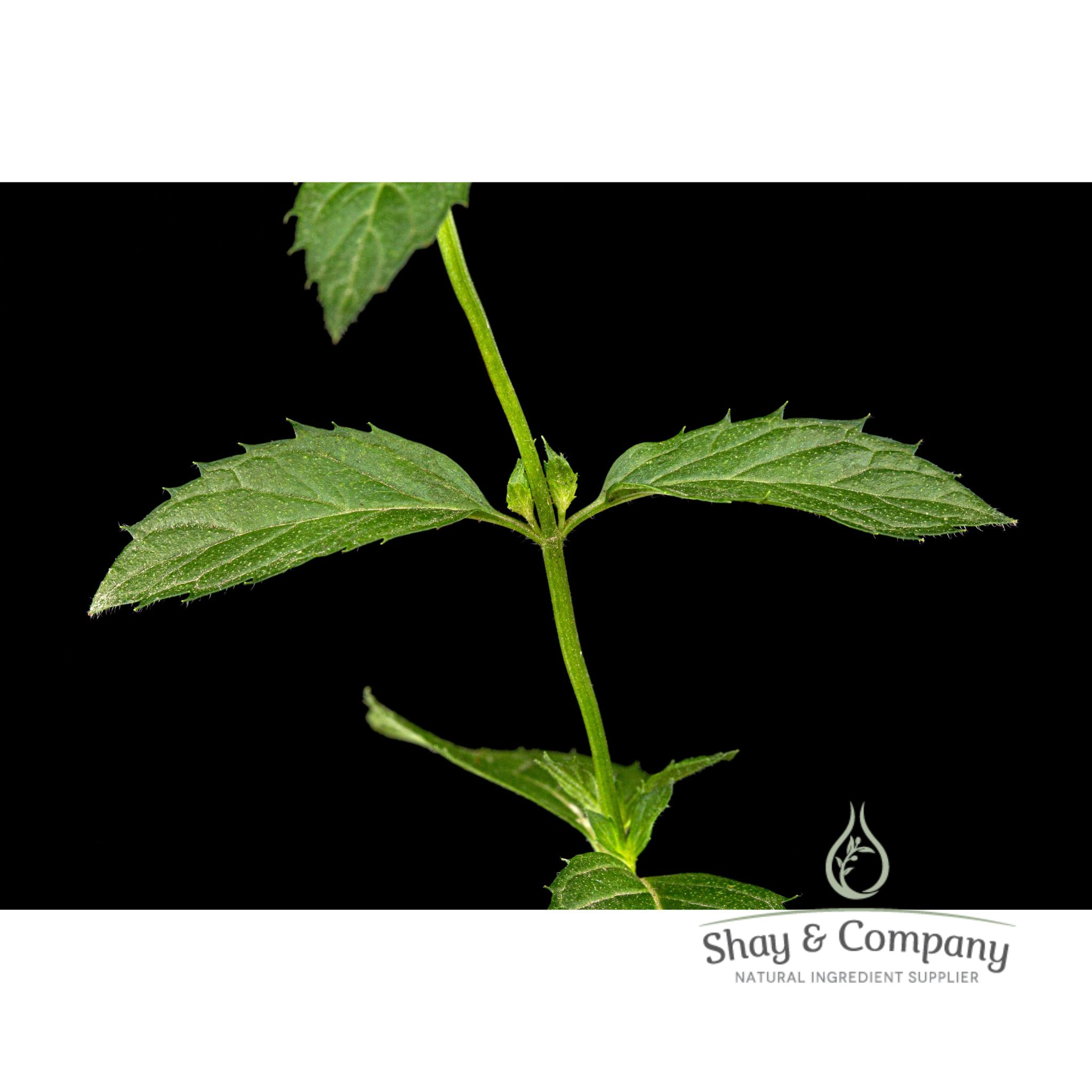 patchouli essential oil