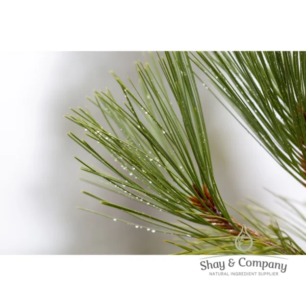 pine needle essential oil