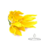 ylang ylang iii essential oil