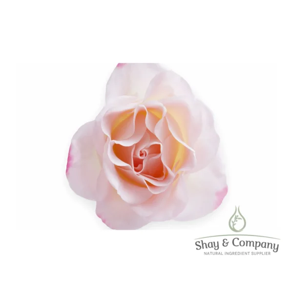 Light pink rose flower on white background.