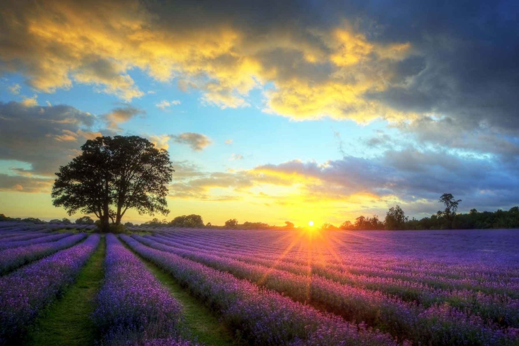 organic beuna vista lavender