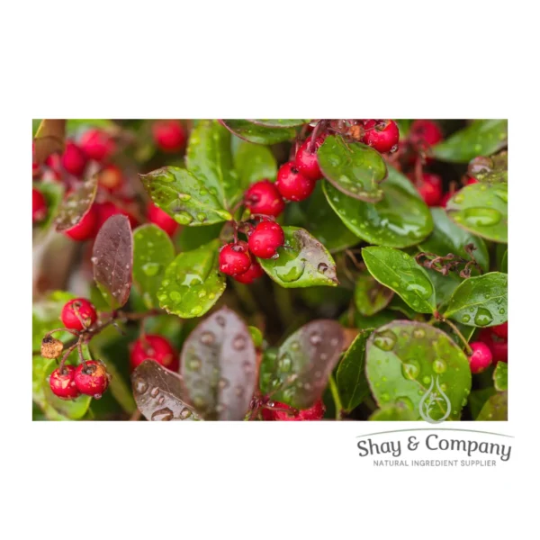 Close up of a wintergreen bush, wet leaves with small red berries on it.