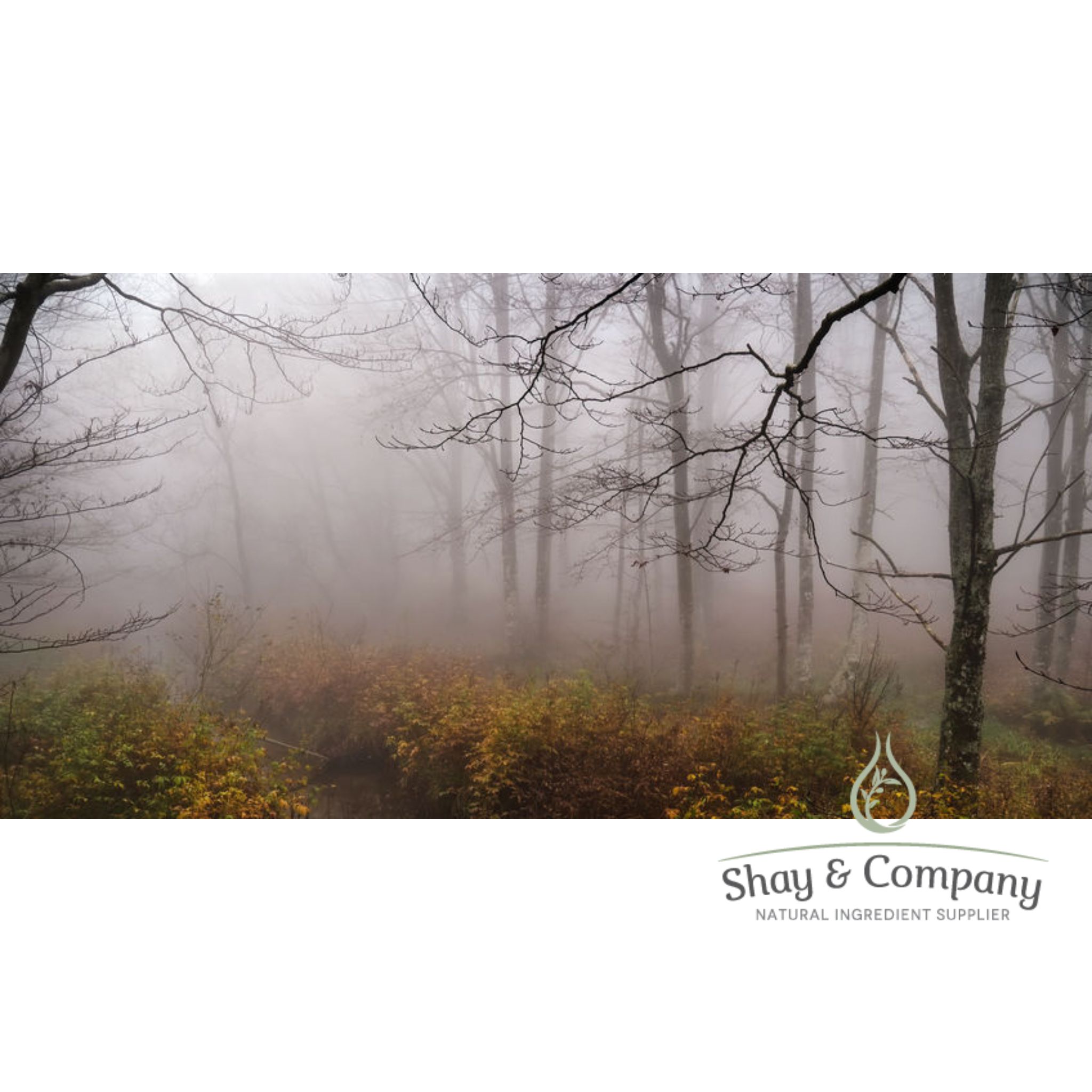 tobacco bay leaf fragrance