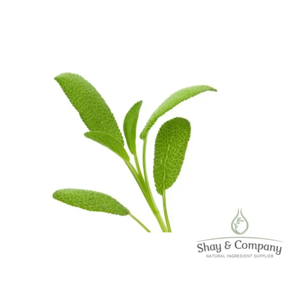 A spring of green dalmation sage on a white background.