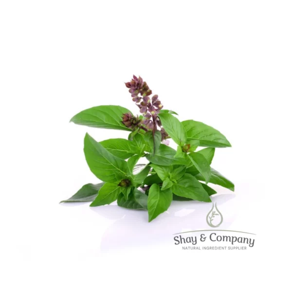 sweet basil essential oil