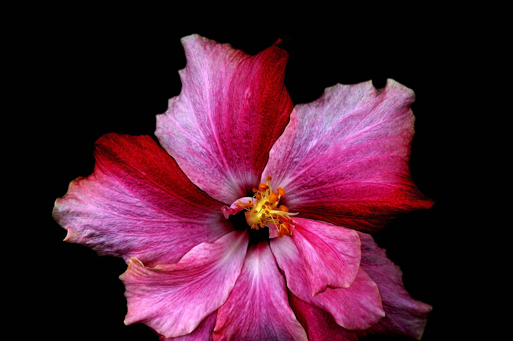 hibiscus flowers fragrance for soap and candles
