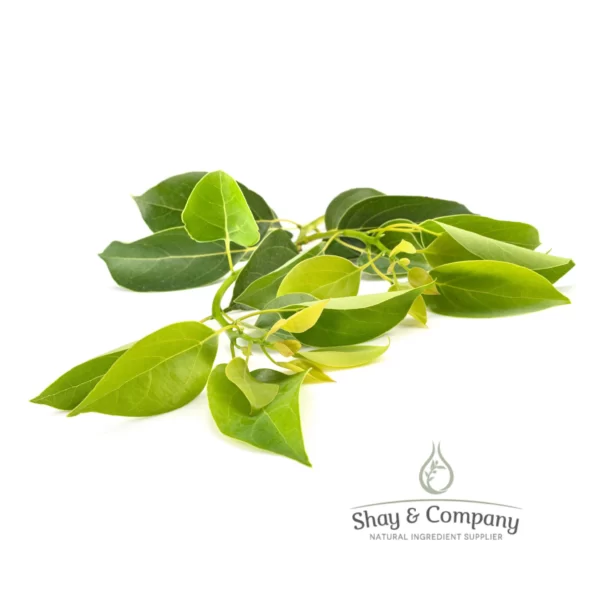 white camphor essential oil