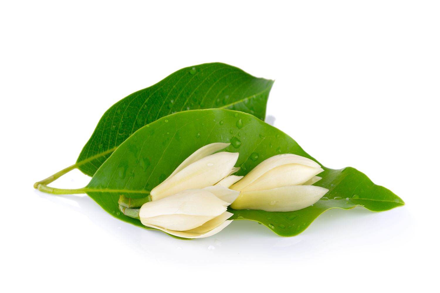 magnolia essential oil