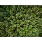 frazier fir fragrance for soap and candles
