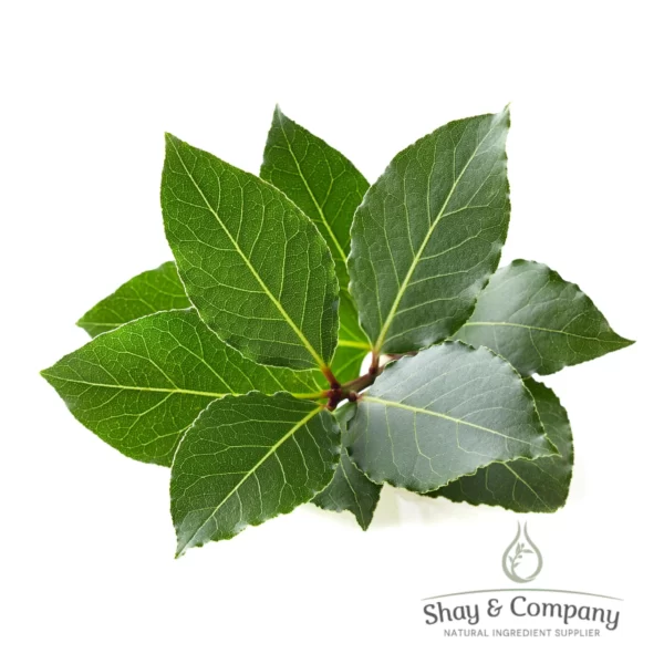 laurel leaf essential oil