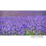 organic lavender oil