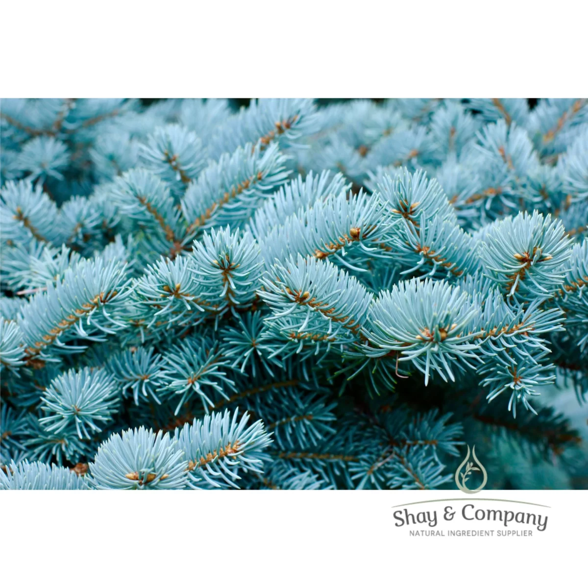blue spruce all natural fragrance