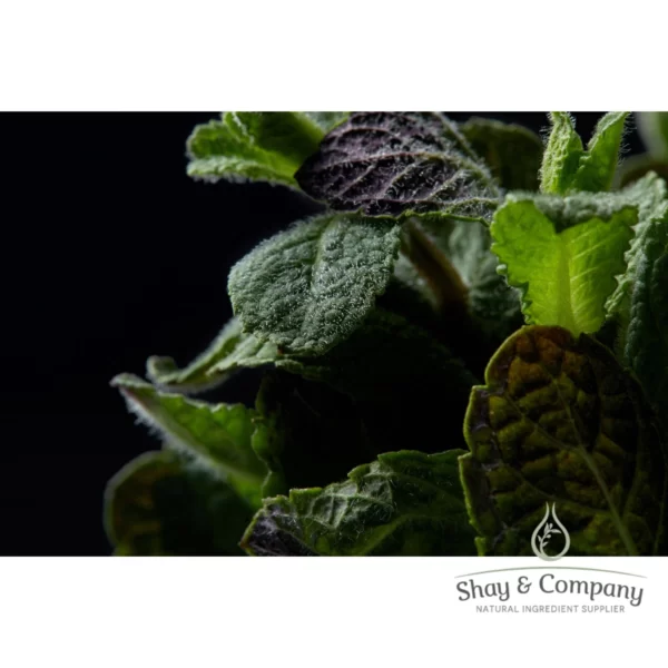 bergamot mint essential oil