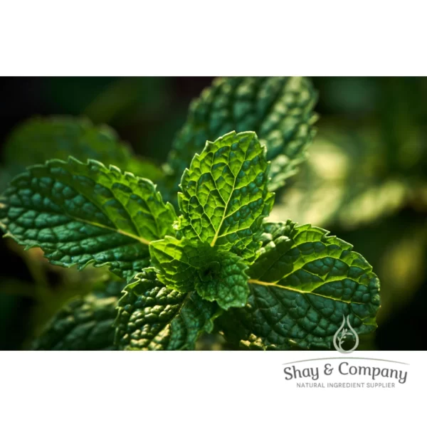 peppermint supreme essential oil