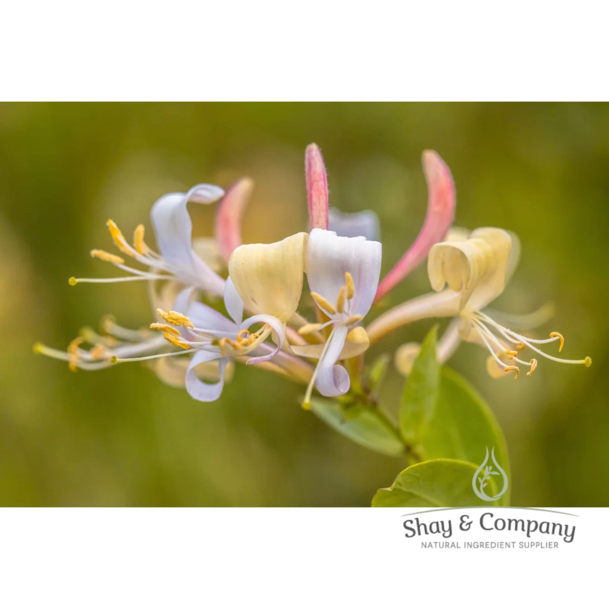 sweet honeysuckle fragrance for soaps and candles