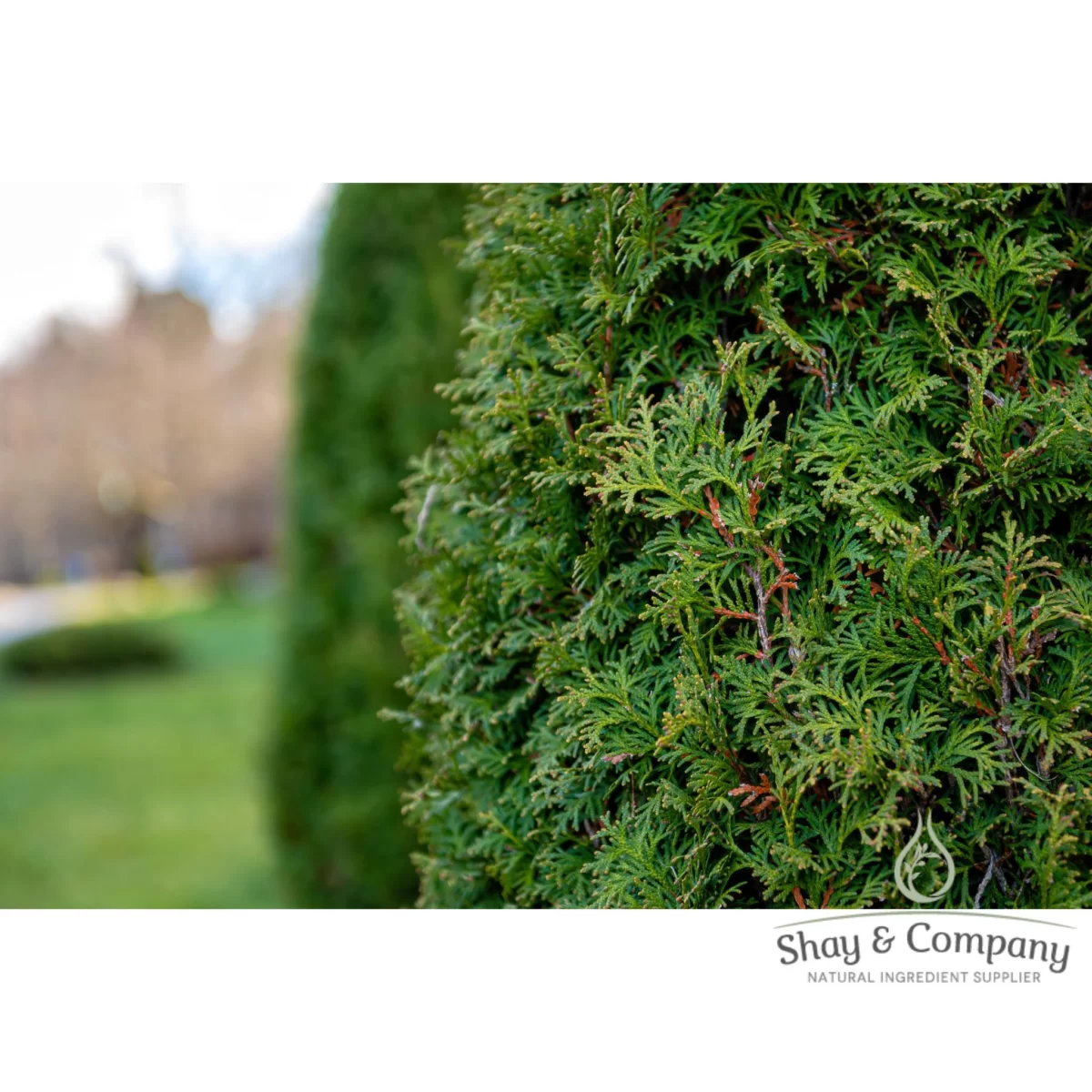 western red cedar essential oil