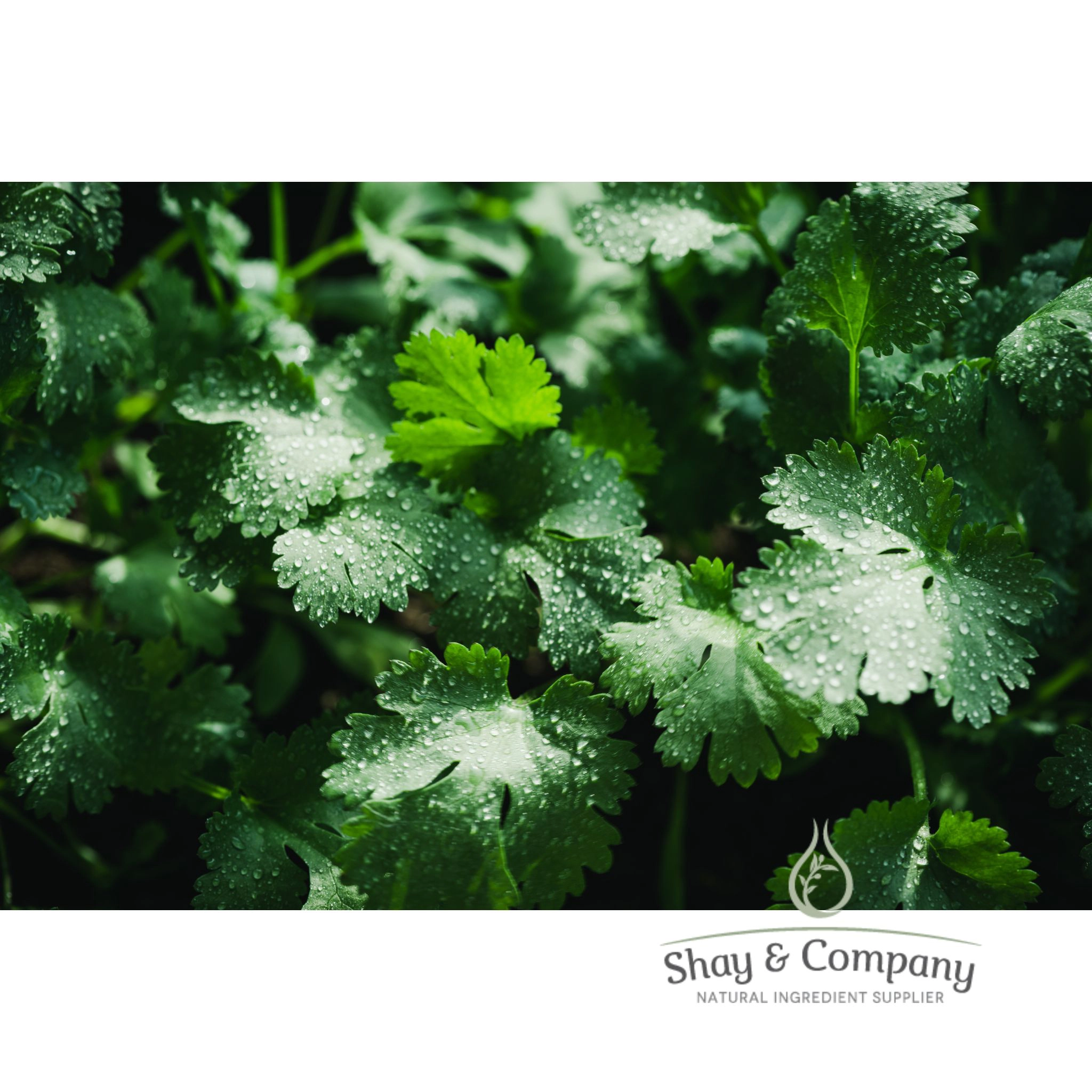 cilantro all natural fragrance