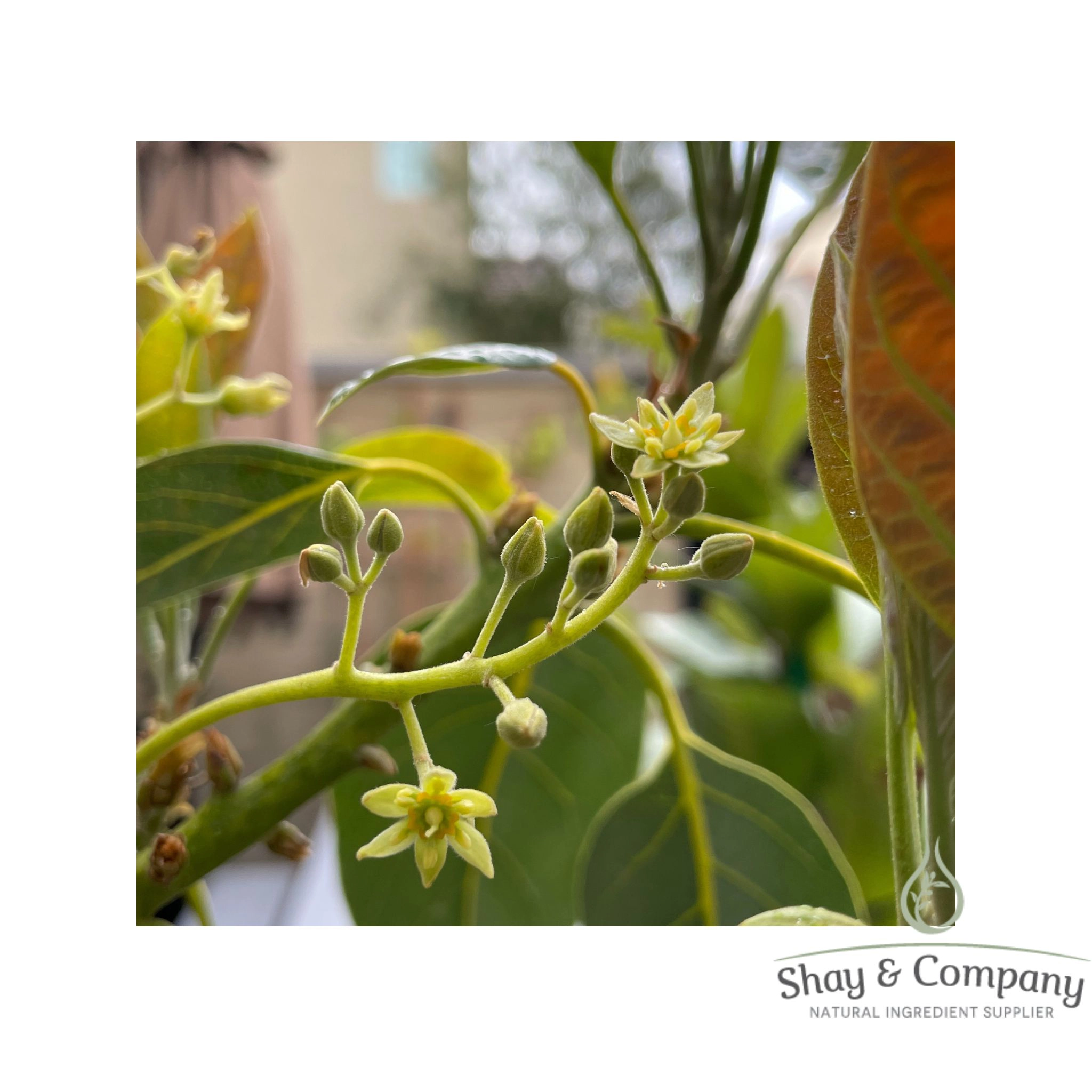 avocado blossom 92% natural fragrance